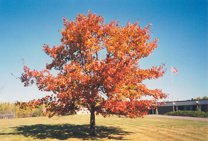 Red Oak (Quercus rubra) at Piala's Nursery