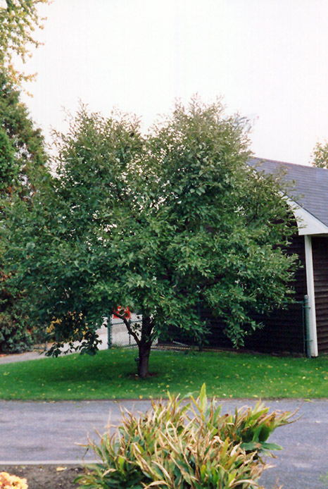 Montmorency Cherry (Prunus 'Montmorency') at Piala's Nursery