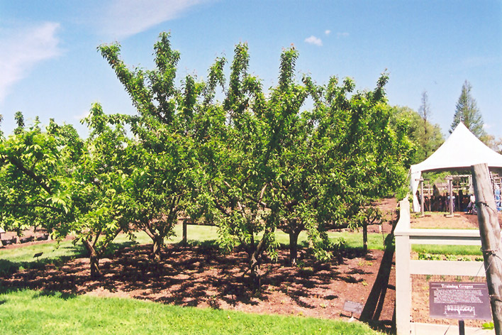Mount Royal Plum (Prunus 'Mount Royal') at Piala's Nursery