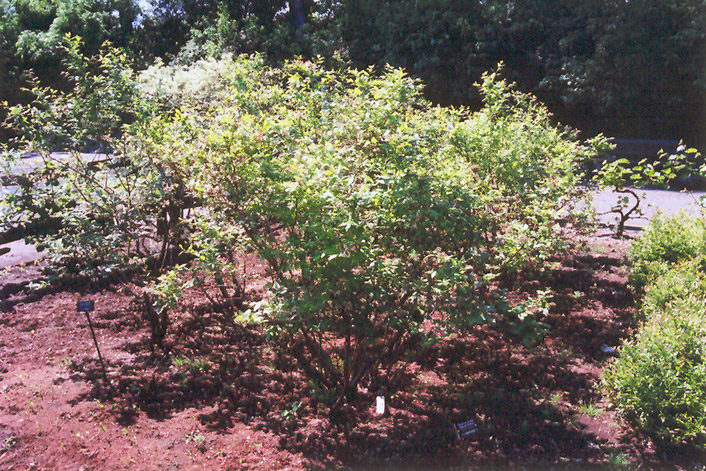 Northland Blueberry (Vaccinium corymbosum 'Northland') at Piala's Nursery