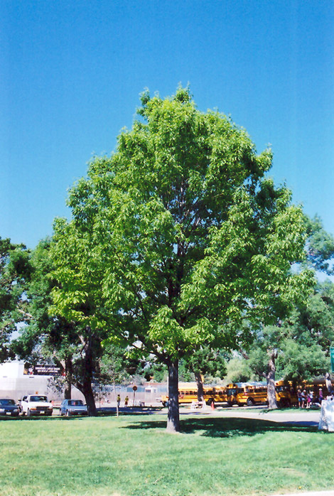 Red Oak (Quercus rubra) at Piala's Nursery