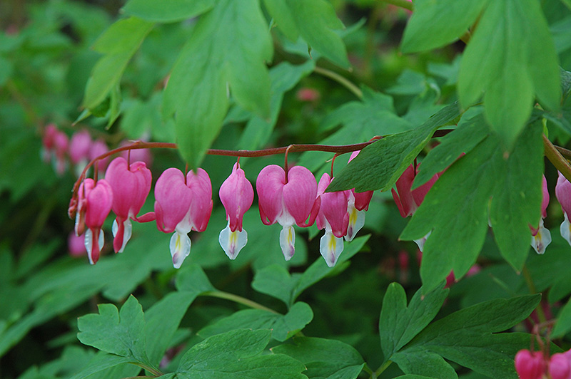 Old Fashioned Pink Bleeding Heart (Dicentra spectabilis) at Piala's Nursery