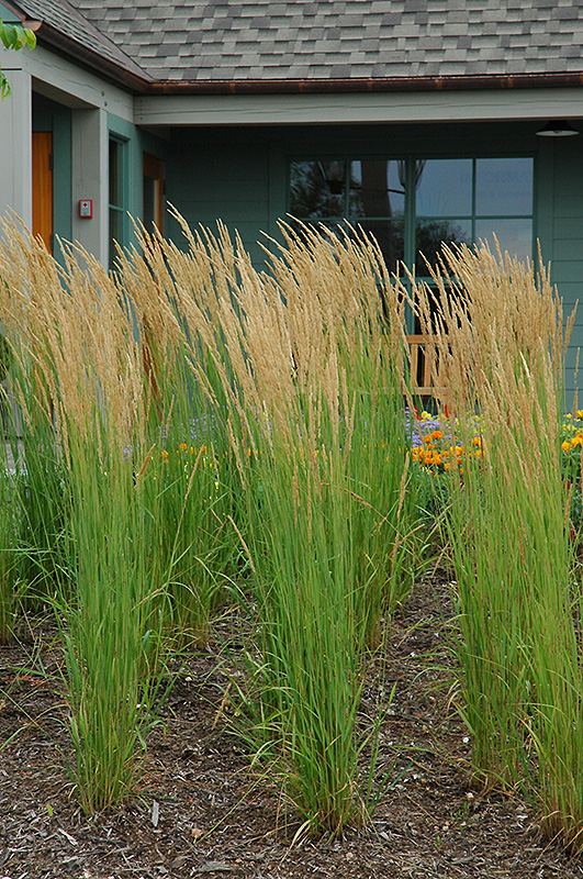 Karl Foerster Reed Grass (Calamagrostis x acutiflora 'Karl Foerster') at Piala's Nursery