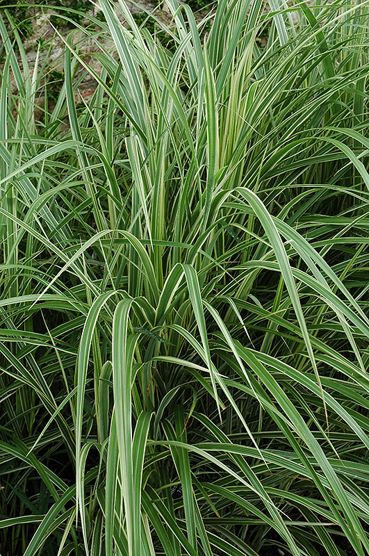 Variegated Maiden Grass (Miscanthus sinensis 'Variegatus') at Piala's Nursery