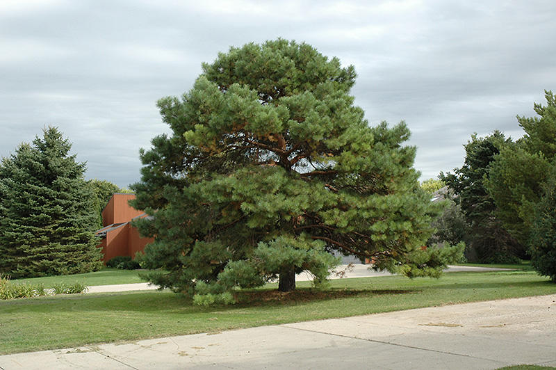 Scotch Pine (Pinus sylvestris) at Piala's Nursery