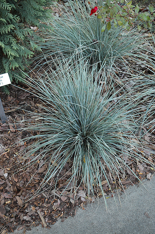 Sapphire Blue Oat Grass (Helictotrichon sempervirens 'Sapphire Blue') at Piala's Nursery