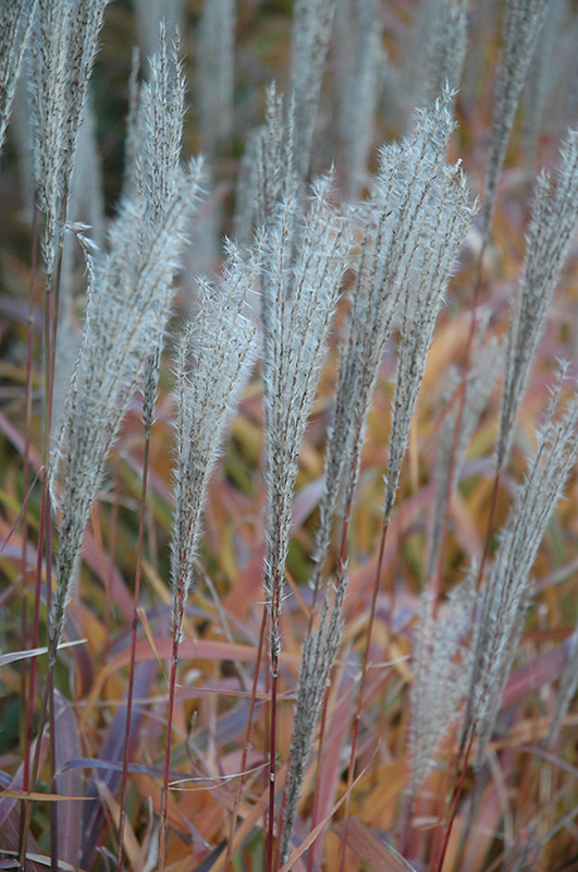 Flame Grass (Miscanthus sinensis 'Purpurascens') at Piala's Nursery