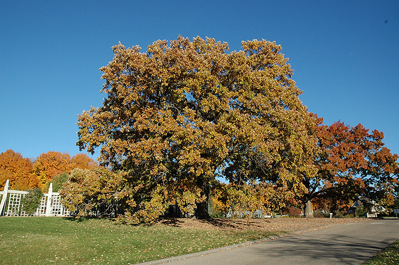 Bur Oak (Quercus macrocarpa) at Piala's Nursery