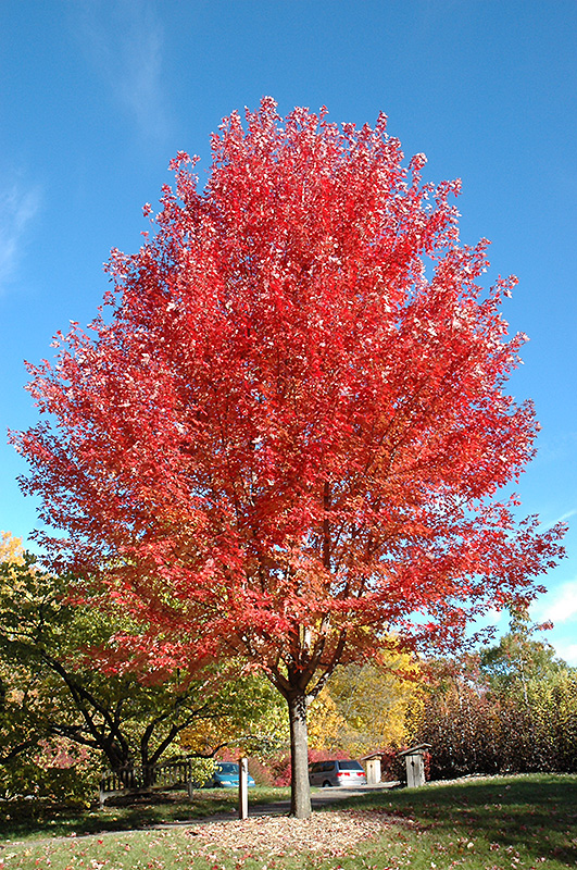Autumn Blaze Maple (Acer x freemanii 'Jeffersred') at Piala's Nursery