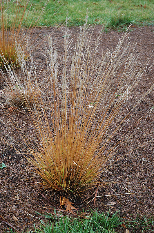 Moorflame Moor Grass (Molinia caerulea 'Moorflame') at Piala's Nursery