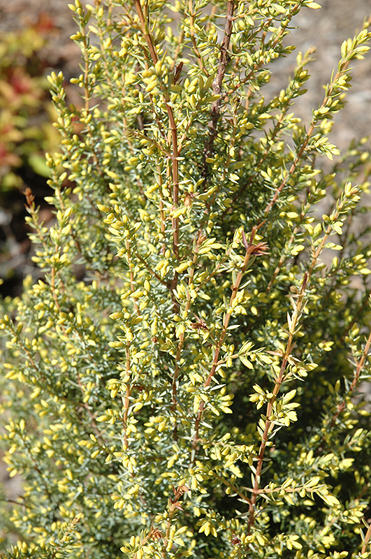 Gold Cone Juniper (Juniperus communis 'Gold Cone') at Piala's Nursery