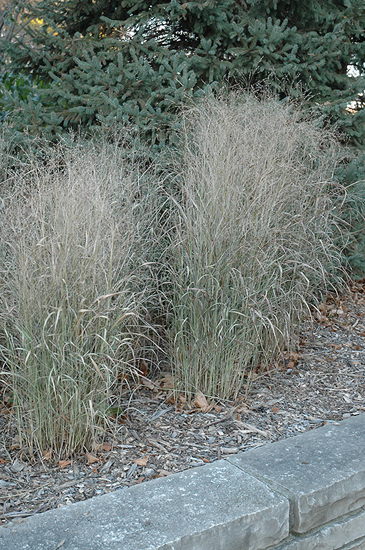 Shenandoah Switch Grass (Panicum virgatum 'Shenandoah') at Piala's Nursery