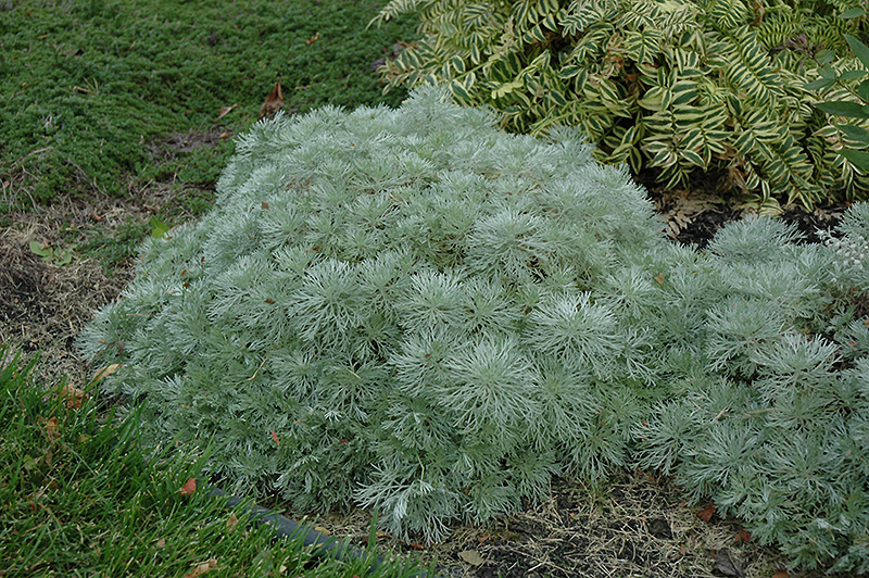 Silver Mound Artemesia (Artemisia schmidtiana 'Silver Mound') at Piala's Nursery