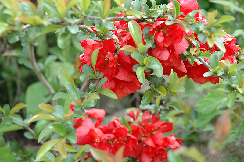 Texas Scarlet Flowering Quince (Chaenomeles speciosa 'Texas Scarlet') at Piala's Nursery