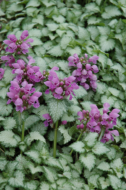 Orchid Frost Spotted Dead Nettle (Lamium maculatum 'Orchid Frost') at Piala's Nursery