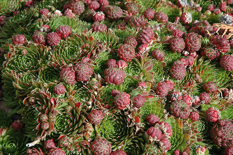 Red Beauty Hens And Chicks (Sempervivum 'Red Beauty') at Piala's Nursery