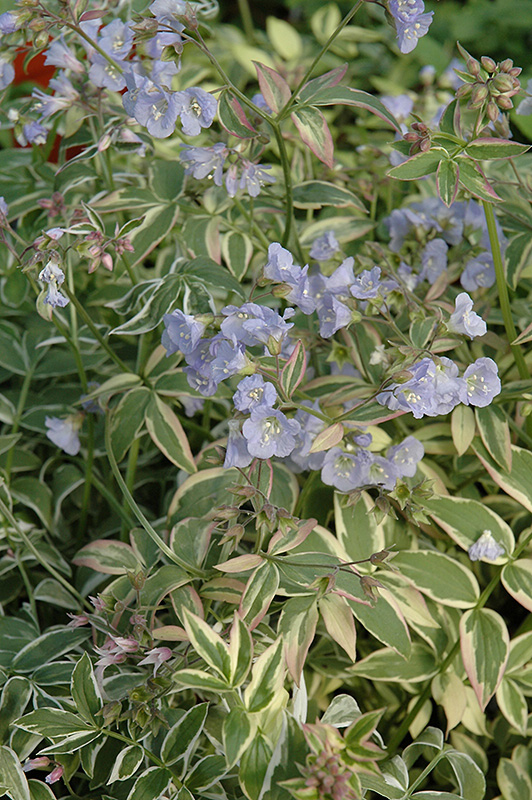Touch Of Class Jacob's Ladder (Polemonium reptans 'Touch Of Class') at Piala's Nursery