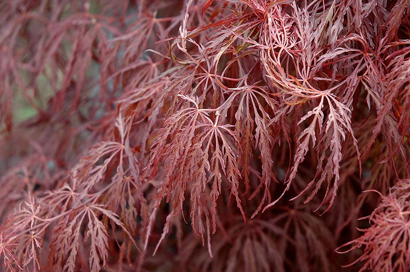 Crimson Queen Japanese Maple (Acer palmatum 'Crimson Queen') at Piala's Nursery