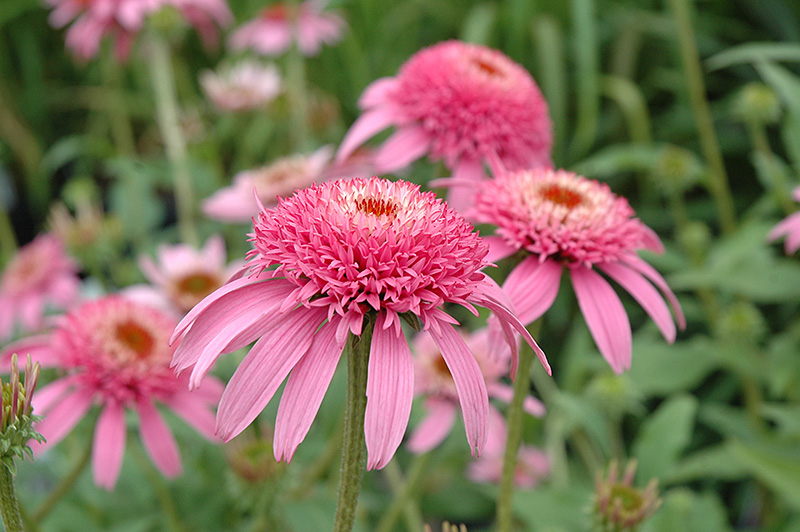 Cone-fections Pink Double Delight Coneflower (Echinacea purpurea 'Pink Double Delight') at Piala's Nursery