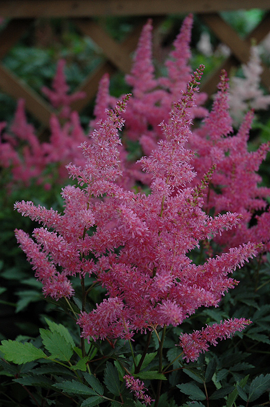 Younique Lilac Astilbe (Astilbe 'Verslilac') at Piala's Nursery
