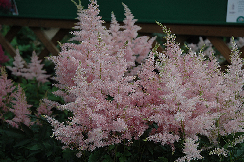 Younique Silvery Pink Astilbe (Astilbe 'Verssilverypink') at Piala's Nursery