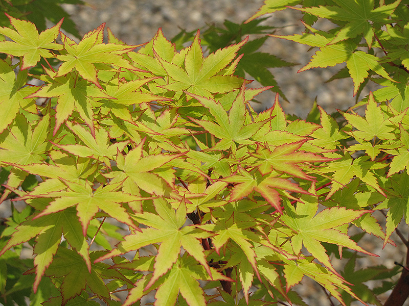 Coral Bark Japanese Maple (Acer palmatum 'Sango Kaku') at Piala's Nursery