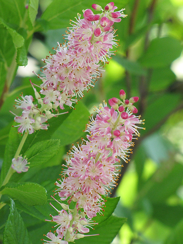 Ruby Spice Summersweet (Clethra alnifolia 'Ruby Spice') at Piala's Nursery
