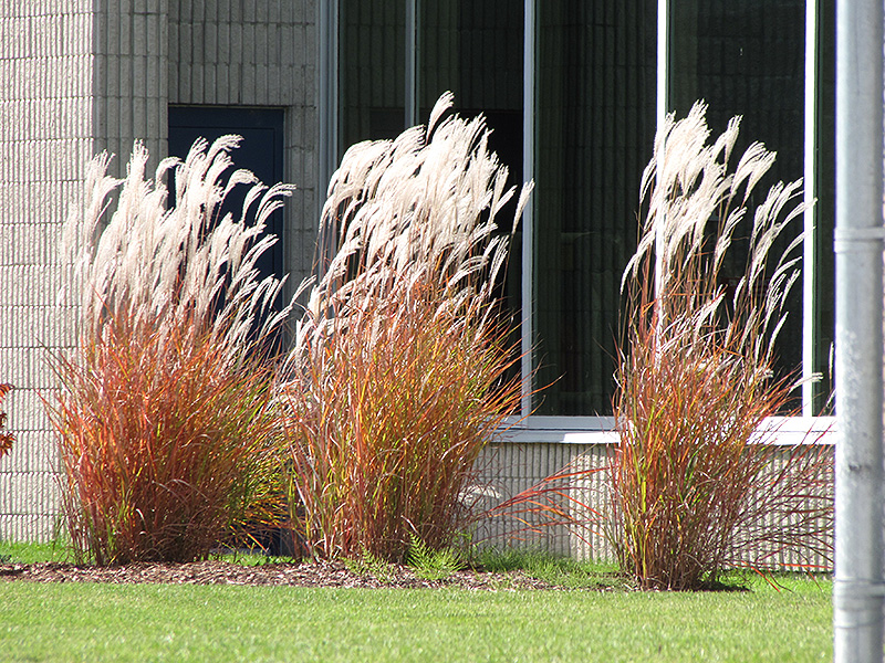 Flame Grass (Miscanthus sinensis 'Purpurascens') at Piala's Nursery