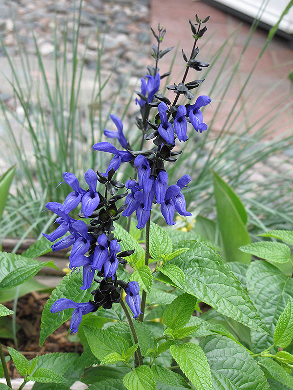 Black And Blue Anise Sage (Salvia guaranitica 'Black And Blue') at Piala's Nursery