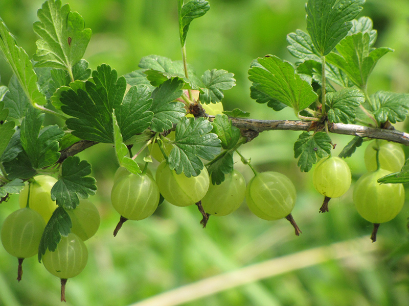 Hinnonmaki Green Gooseberry (Ribes uva-crispa 'Hinnonmaki Green') at Piala's Nursery