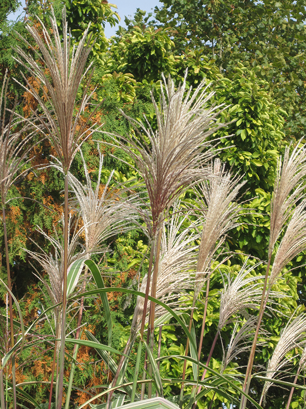 Variegated Maiden Grass (Miscanthus sinensis 'Variegatus') at Piala's Nursery