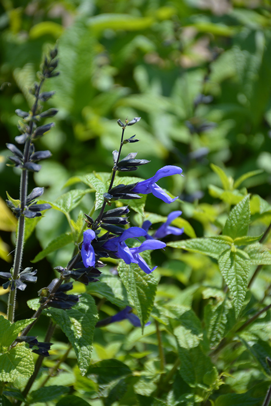 Black And Blue Anise Sage (Salvia guaranitica 'Black And Blue') at Piala's Nursery
