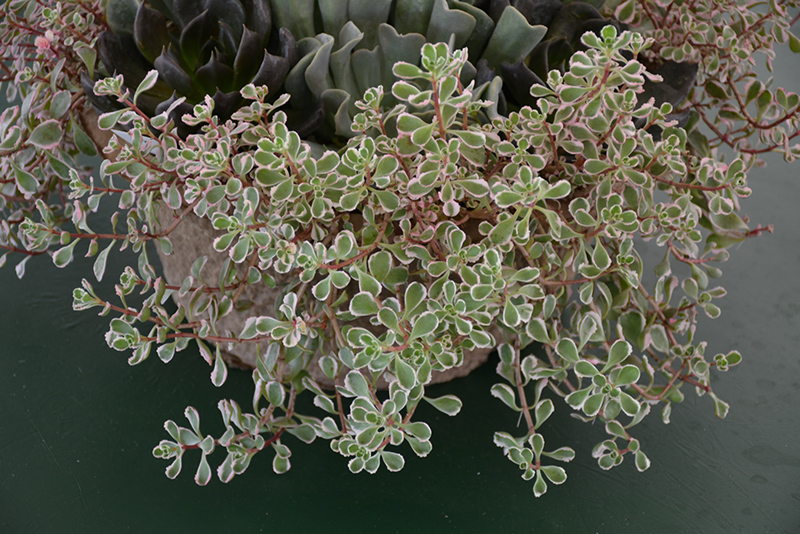 Tricolor Stonecrop (Sedum) (Sedum spurium 'Tricolor') at Piala's Nursery