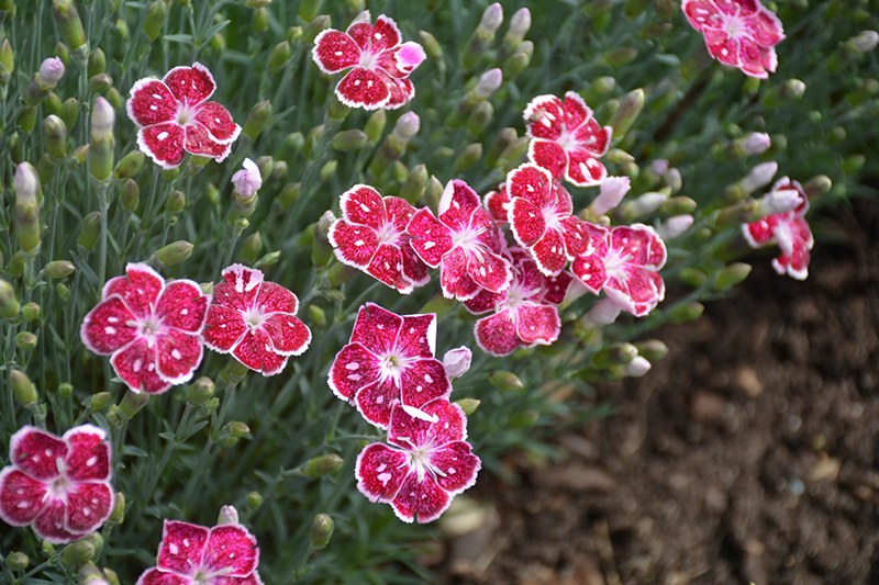 Fire And Ice Dianthus (Dianthus 'Fire And Ice') at Piala's Nursery