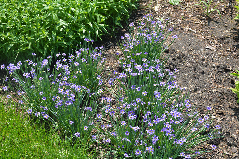 Lucerne Blue-Eyed Grass (Sisyrinchium angustifolium 'Lucerne') at Piala's Nursery