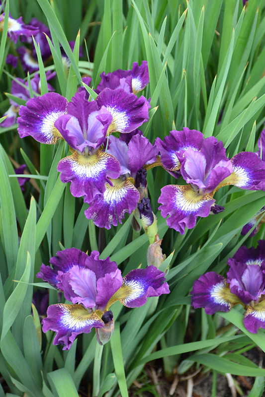 Contrast In Styles Iris (Iris sibirica 'Contrast In Styles') at Piala's Nursery