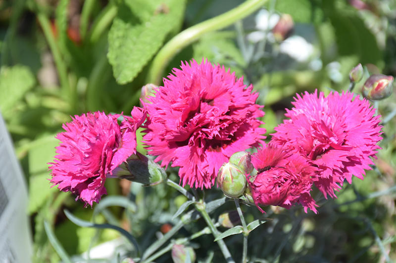 Fruit Punch Spiked Punch Pinks (Dianthus 'Spiked Punch') at Piala's Nursery