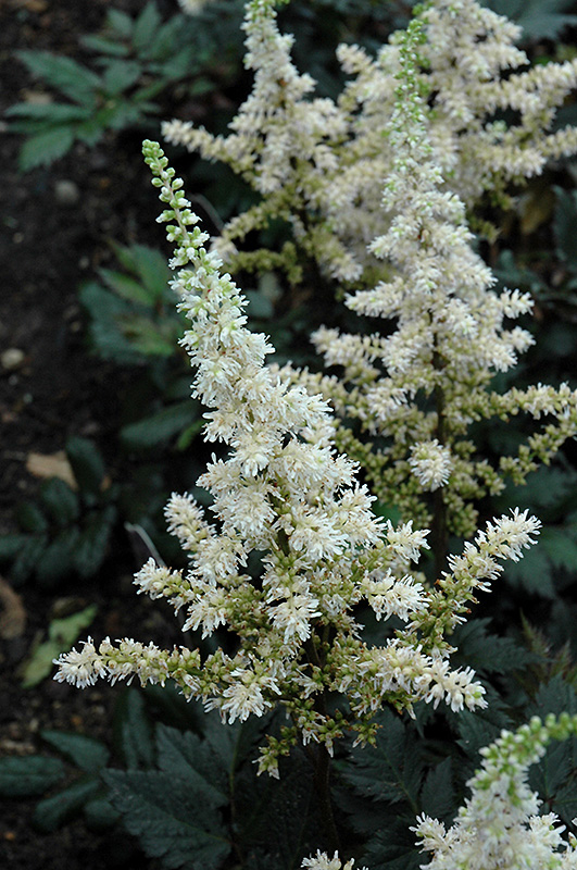 Visions in White Astilbe (Astilbe chinensis 'Visions in White') at Piala's Nursery