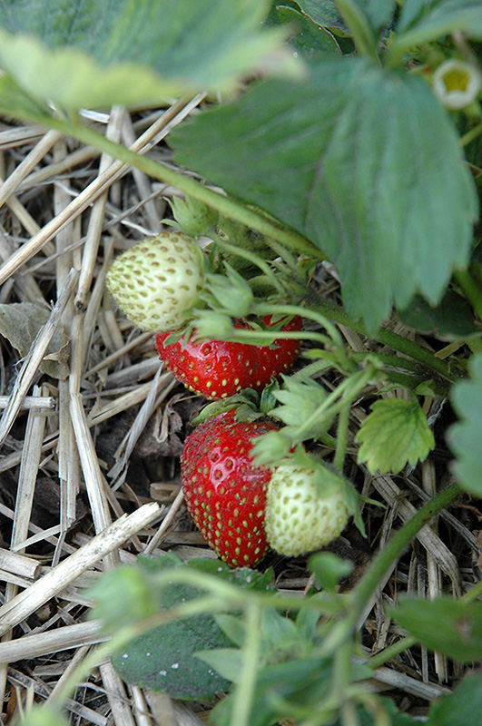 Quinault Strawberry (Fragaria 'Quinault') at Piala's Nursery