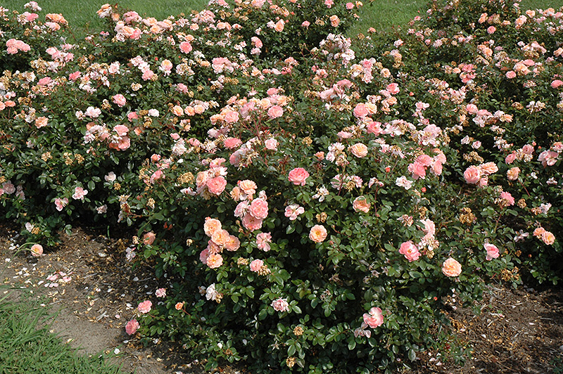 Apricot Drift Rose (Rosa 'Meimirrote') at Piala's Nursery