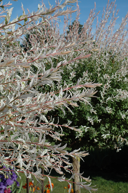 Tricolor Willow (tree form) (Salix integra 'Hakuro Nishiki (tree form)') at Piala's Nursery