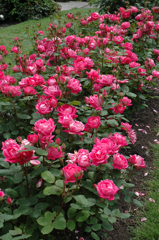 Double Knock Out Rose (Rosa 'Radtko') at Piala's Nursery