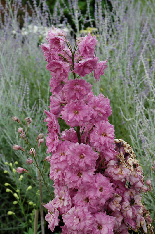 Pink Punch Larkspur (Delphinium 'Pink Punch') at Piala's Nursery
