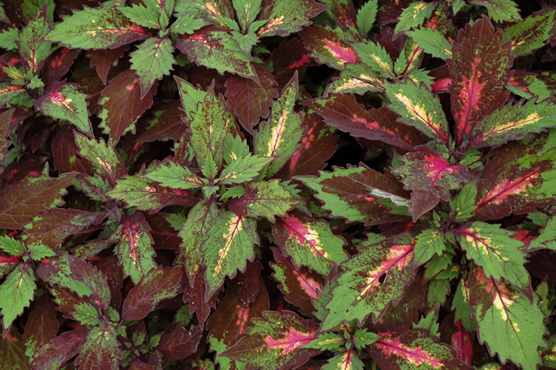 Marquee Special Effects Coleus (Solenostemon scutellarioides 'Special Effects') at Piala's Nursery