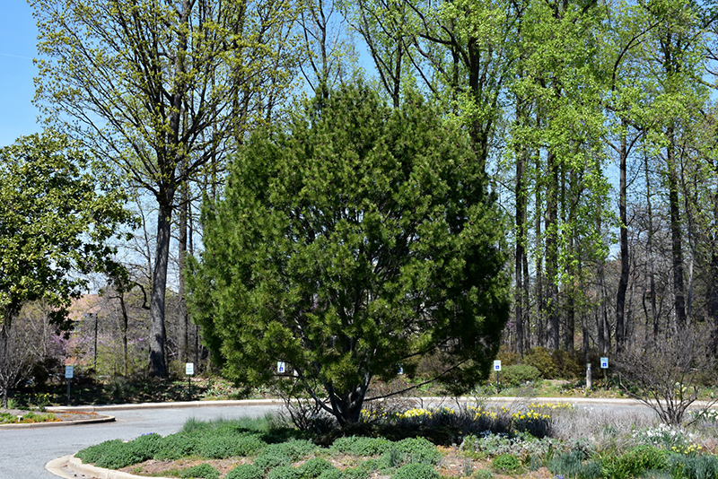 Lacebark Pine (Pinus bungeana) at Piala's Nursery