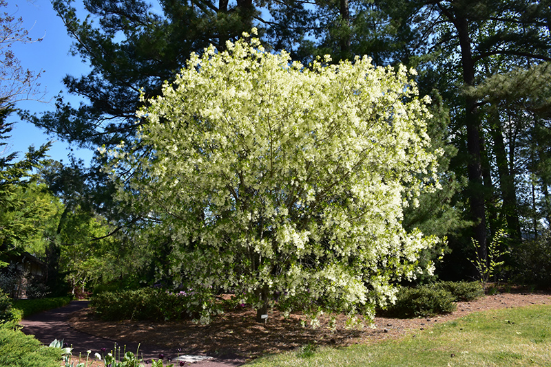 White Fringetree (Chionanthus virginicus) at Piala's Nursery