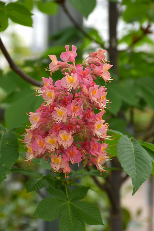 Fort McNair Red Horse Chestnut (Aesculus x carnea 'Fort McNair') at Piala's Nursery