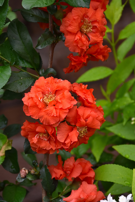 Double Take Orange Flowering Quince (Chaenomeles speciosa 'Orange Storm') at Piala's Nursery