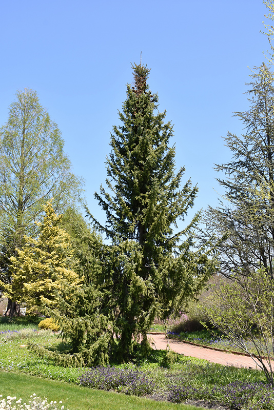Serbian Spruce (Picea omorika) at Piala's Nursery