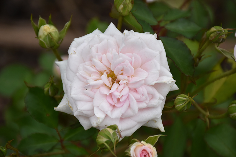 White Drift Rose (Rosa 'Meizorland') at Piala's Nursery